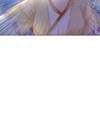 Miss Miracle • Chapter 98 • Page ik-page-2536991