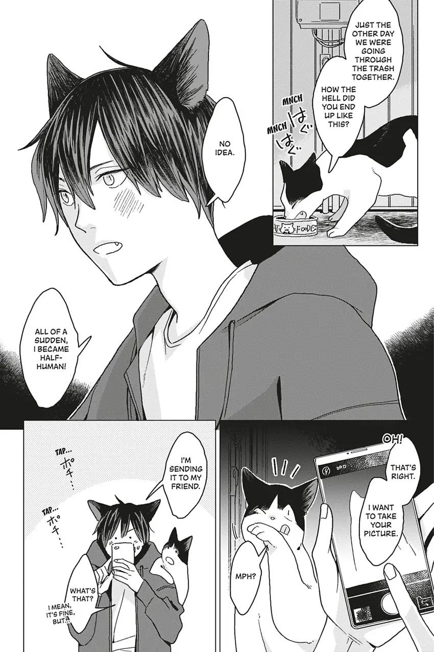 A Lovestruck Cat Wants to Be Petted